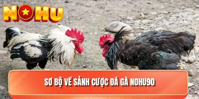 Sơ bộ về sảnh cược đá gà NOHU90